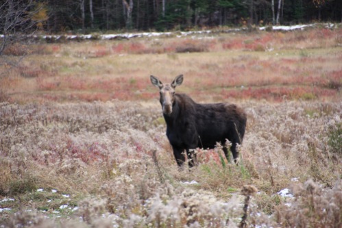 Moose sighting at Baxter State Park